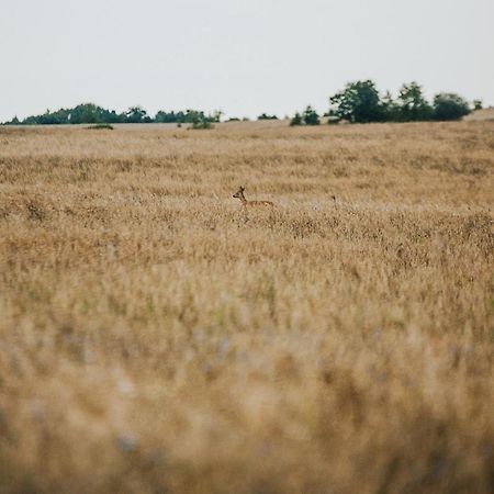Dziki Las - Domki Na Drzewach Miłomłyn Exterior foto